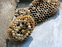 franse veldwesp (Polistus dominula) 7-2019 8421